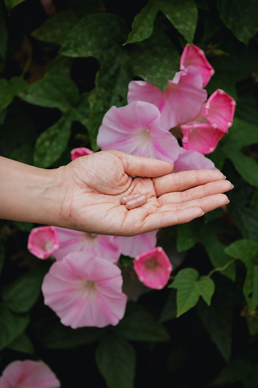 Open hand holding two Egg Quality Support capsules in front of pink flowers