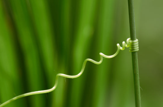 Delayed Umbilical Cord Clamping Benefits - needed.