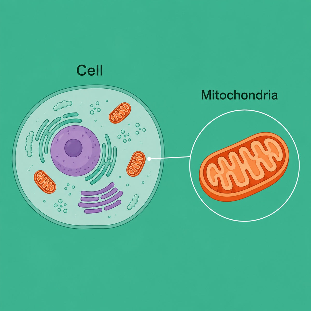 Diagram of a cell with its mitochondria highlighted